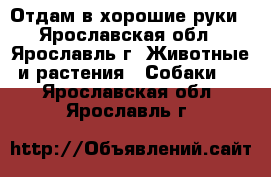 Отдам в хорошие руки - Ярославская обл., Ярославль г. Животные и растения » Собаки   . Ярославская обл.,Ярославль г.